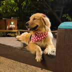 Bandana - Girassol Vermelho